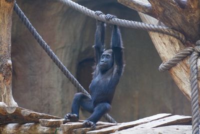 Monkey sitting on rope at zoo