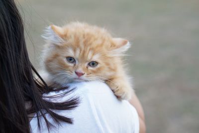 Close-up of ginger cat