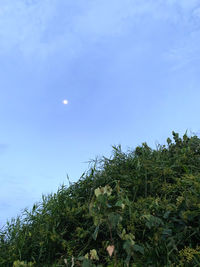 Low angle view of trees against blue sky