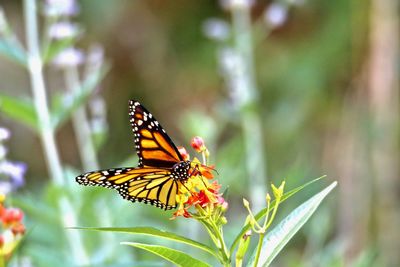 Butterfly pollinating on flower