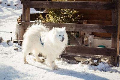 Portrait of white dog in snow