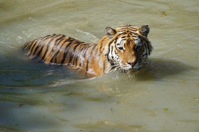 Close-up of a cat drinking water