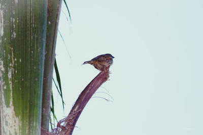 Low angle view of bird perching on plant against sky