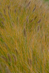 Full frame shot of grass on field