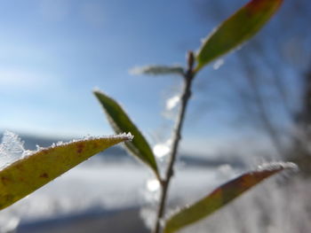 Close-up of leaves against blurred background