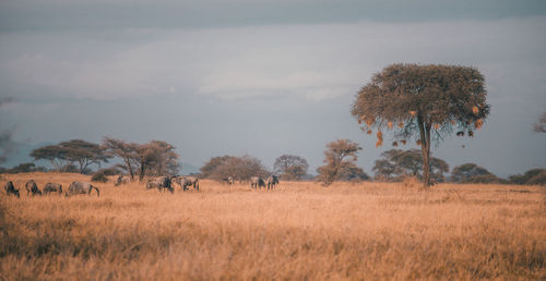 Wildebeest standing on field against trees