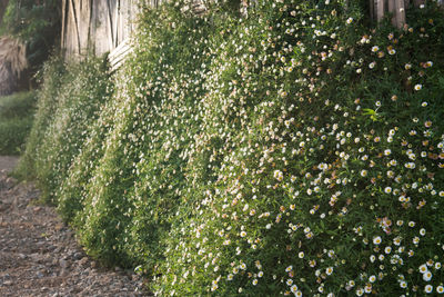 Close-up of plants growing in forest