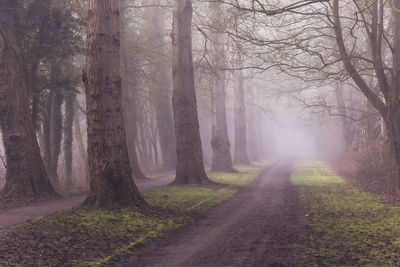 Dirt road amidst trees in forest