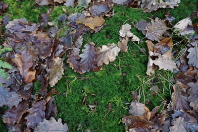 Close-up of ivy