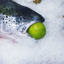 Close-up of fish on ice