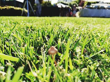 Close-up of mushroom growing on field