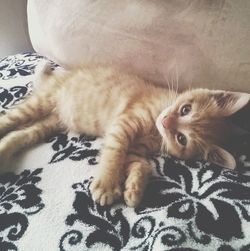 Portrait of cat lying on bed