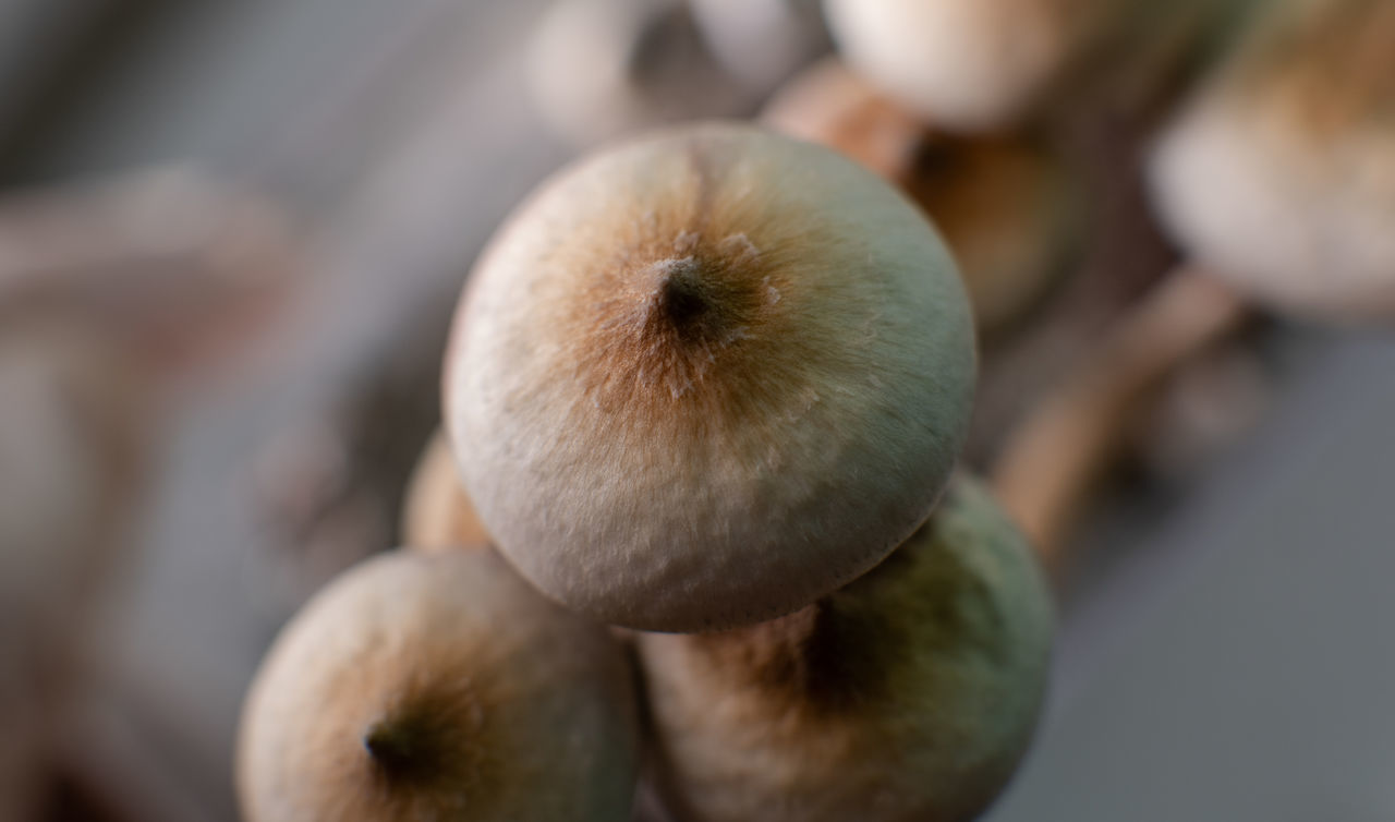 CLOSE-UP OF WILD MUSHROOM GROWING OUTDOORS