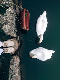 High angle view of swans swimming on lake