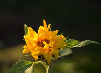 Close-up of yellow flowering plant against black background