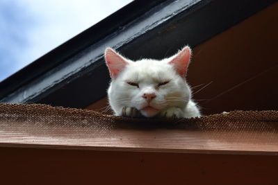 Portrait of cat by window