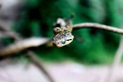 Close-up of spider on twig
