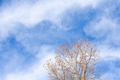 Low angle view of flowering tree against sky