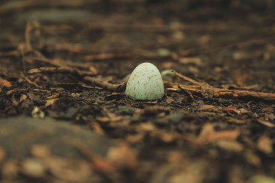 Close-up of mushroom growing on field