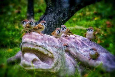 Close-up of birds perching on tree in field