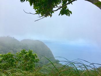 Scenic view of tree by mountain against sky