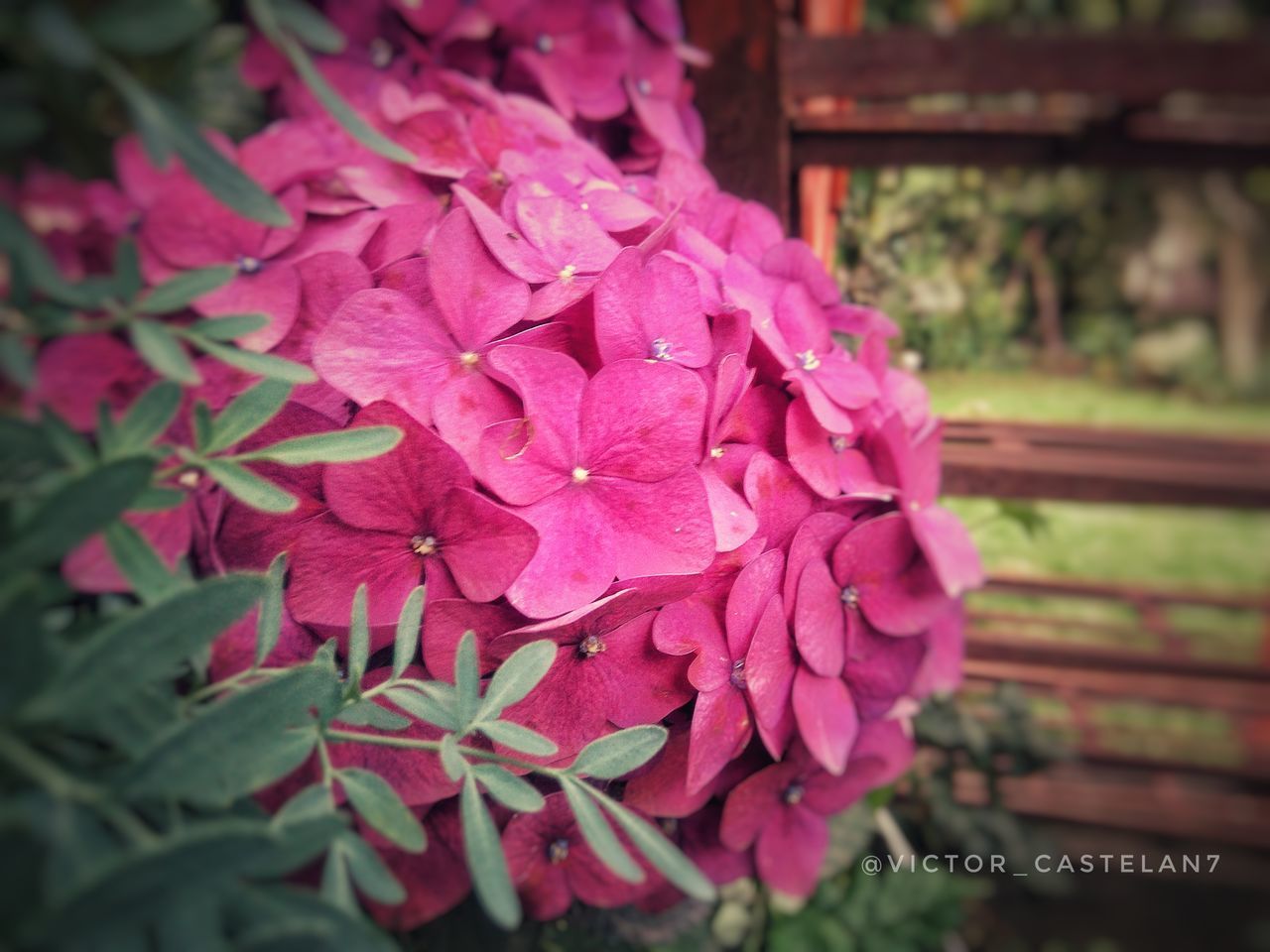 CLOSE-UP OF PINK FLOWERING PLANTS