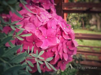 Close-up of pink flowering plant