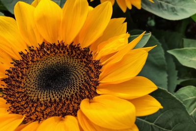 Close-up of sunflower