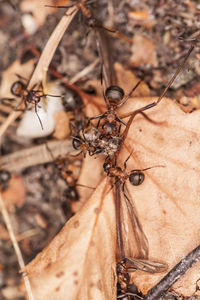 Close-up of insect on dry leaves on field