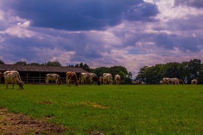 Grassy field against cloudy sky