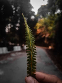 Close-up of hand holding fern