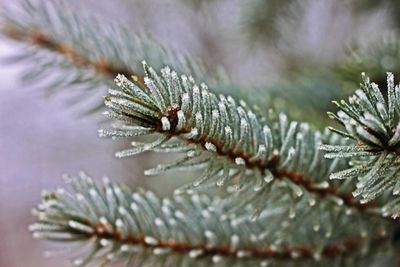 Close-up of frost on pine tree