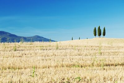 Scenic view of field against clear blue sky