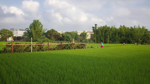 Scenic view of grassy field against cloudy sky