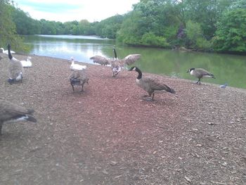 Birds in calm lake