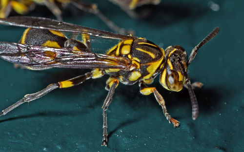 Close-up of insect