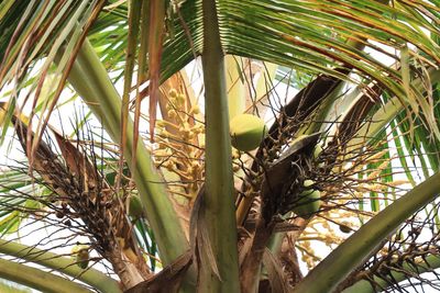Low angle view of palm trees