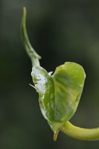 Close-up of water drops on leaf