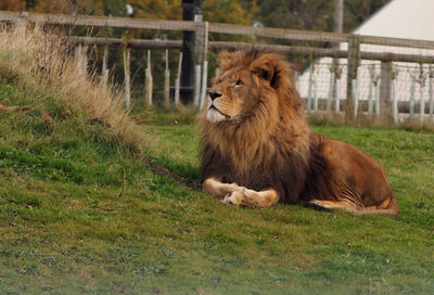 Lion sitting in a field