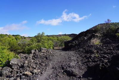 Plants growing on land against sky