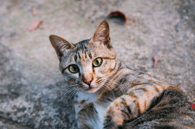 Portrait of tabby cat