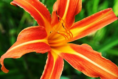 Close-up of red flower