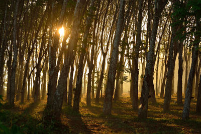 Sunlight streaming through trees in forest