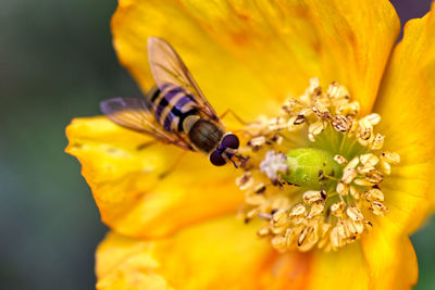 Close-up of insect on yellow flower