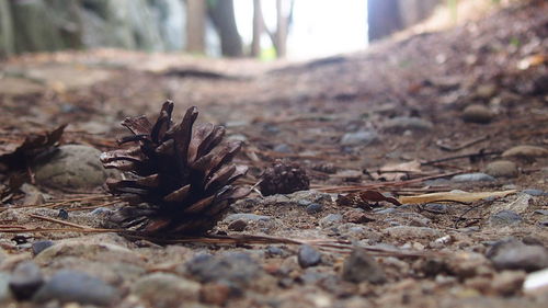 Close-up of dried plant growing on ground