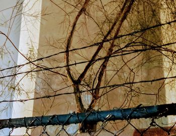 Low angle view of bare tree against building