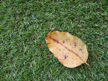 High angle view of insect on grass