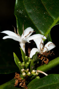 Close-up of flowers on plant