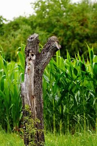 Close-up of lizard on wooden post in field