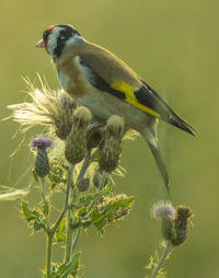 Close-up of bird perching on plant